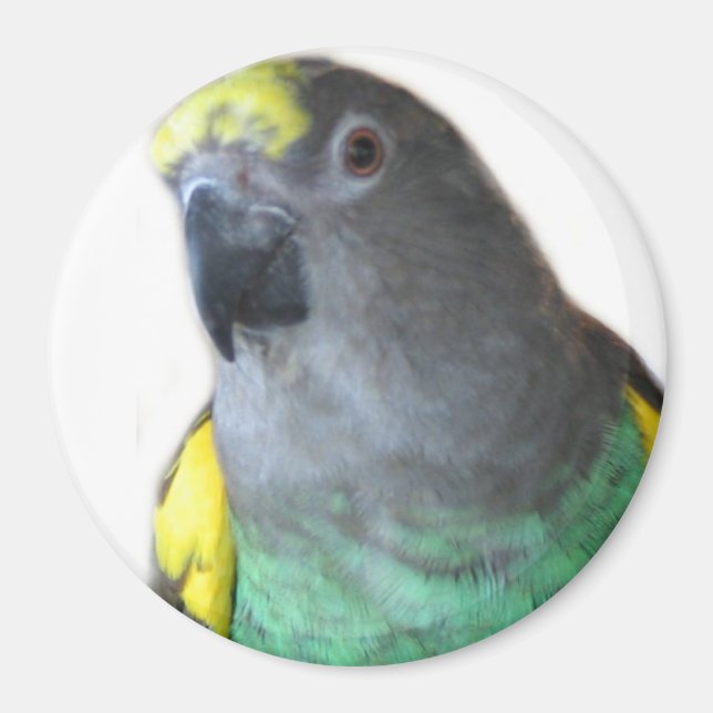 Meyers Parrot Magnet (Front)