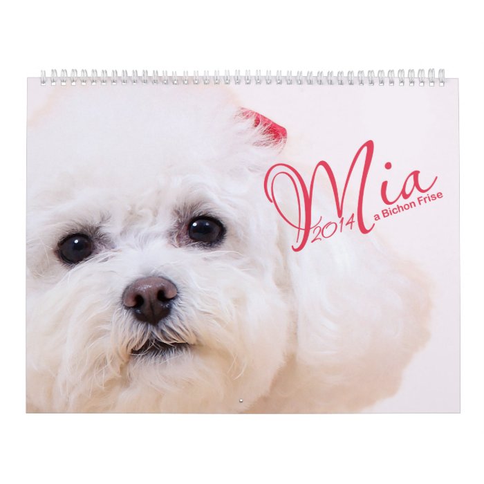 Mia   a Bichon Frise 2014 Calendar