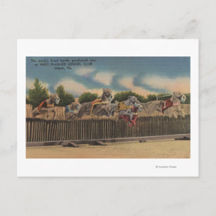 Miami, FL - Greyhound Dog Race at Kennel Club Postcard