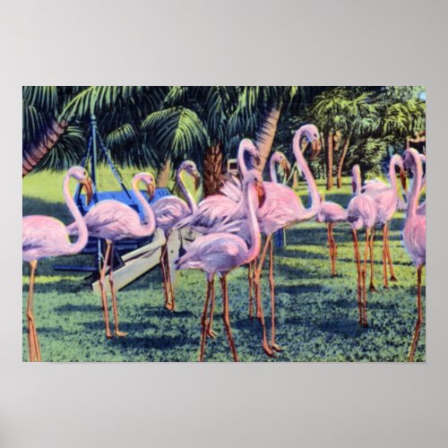Miami Florida Flamingos in Hialeah Park Poster