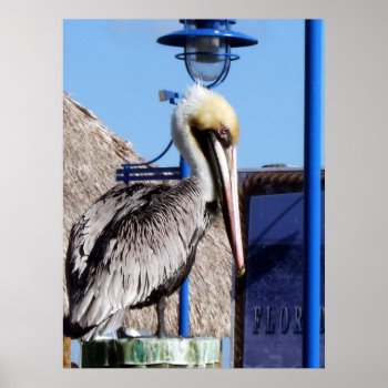 Miami Pelican Poster by Juanyg at Zazzle