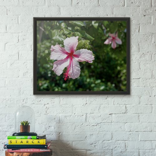 Miami Pink Hibiscus Tropical Flower Bloom Acrylic Print