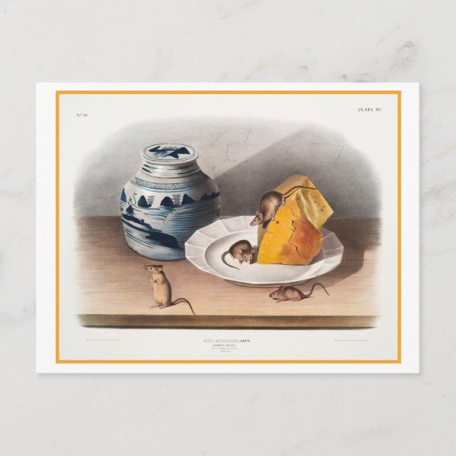 Mice Eating Cheese Vintage Illustration Postcard (Front)