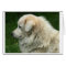 Michael the Maremma