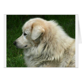 Michael the Maremma Cards