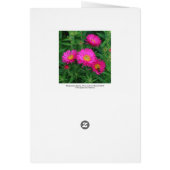 Michaelmas Daisies (Back)