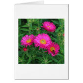 Michaelmas Daisies (Front)