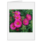 Michaelmas Daisies (Front)