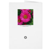 Michaelmas Daisies (Back)