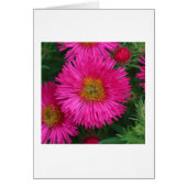 Michaelmas Daisies (Front)