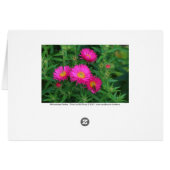 Michaelmas Daisies and Bee Cards (Back Horizontal)