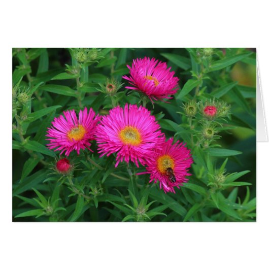 Michaelmas Daisies and Bee Cards (Front Horizontal)