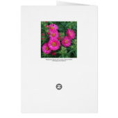 Michaelmas Daisies Cards (Back)