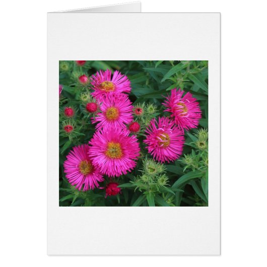 Michaelmas Daisies Cards (Front)
