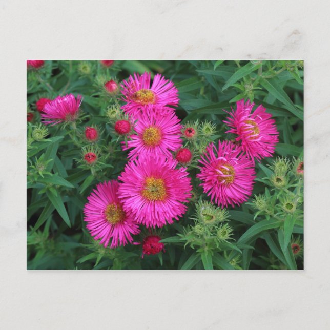 Michaelmas Daisies Postcard (Front)