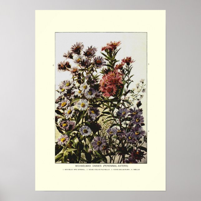 Michaelmas daisies poster (Front)