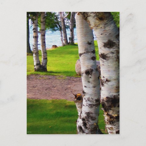 Michigan Birch Trees By Lake Postcard