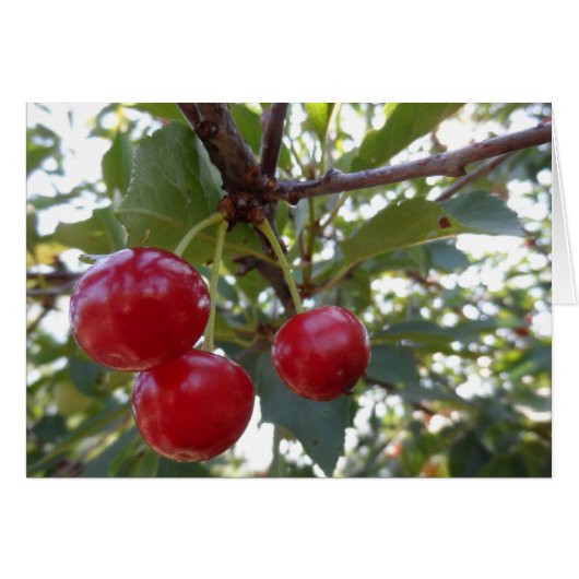 Michigan Cherries Cards (Front Horizontal)