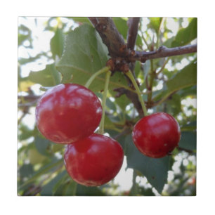Michigan Cherries Ceramic Tile