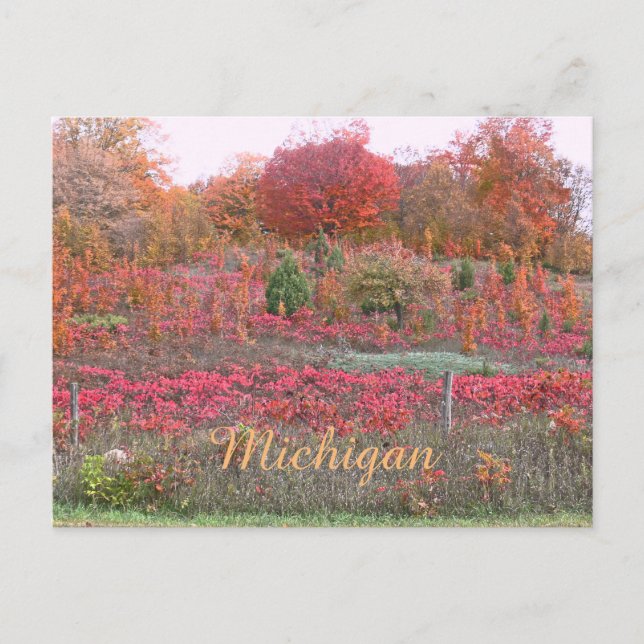 "MICHIGAN HILLSIDE AFLAME WITH COLOR" POSTCARD (Front)