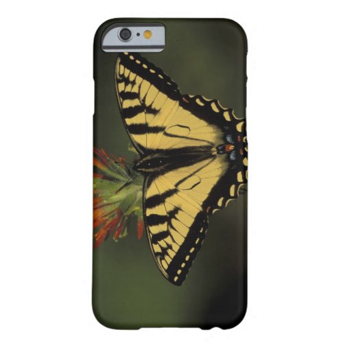 Michigan Houghton Lake Tiger Swallowtail on Barely There iPhone 6 Case