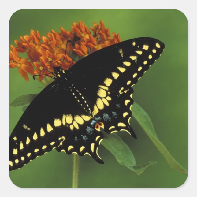 Michigan, Rochester. American Eastern Black Square Sticker (Front)