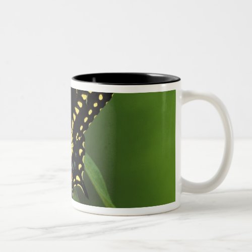 Michigan Rochester American Eastern Black Two_Tone Coffee Mug