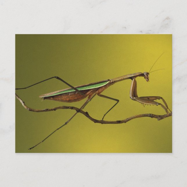 Michigan, Rochester Hills. Praying Mantis Postcard (Front)