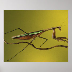 Michigan, Rochester Hills. Praying Mantis Poster