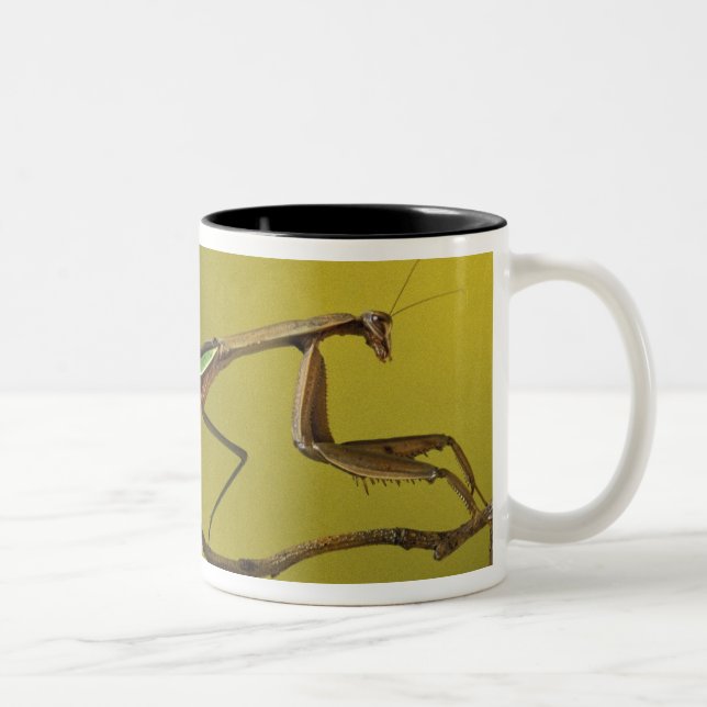 Michigan, Rochester Hills. Praying Mantis Two-Tone Coffee Mug (Right)