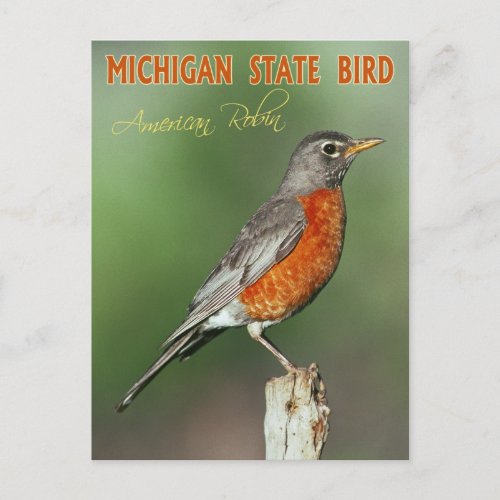 Michigan State Bird _ American Robin Postcard