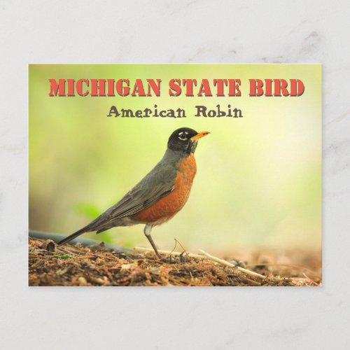 Michigan State Bird Robin Postcard