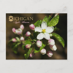 Michigan State Flower: Apple Blossom Postcard