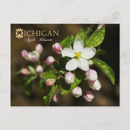 Michigan State Flower Apple Blossom Postcard