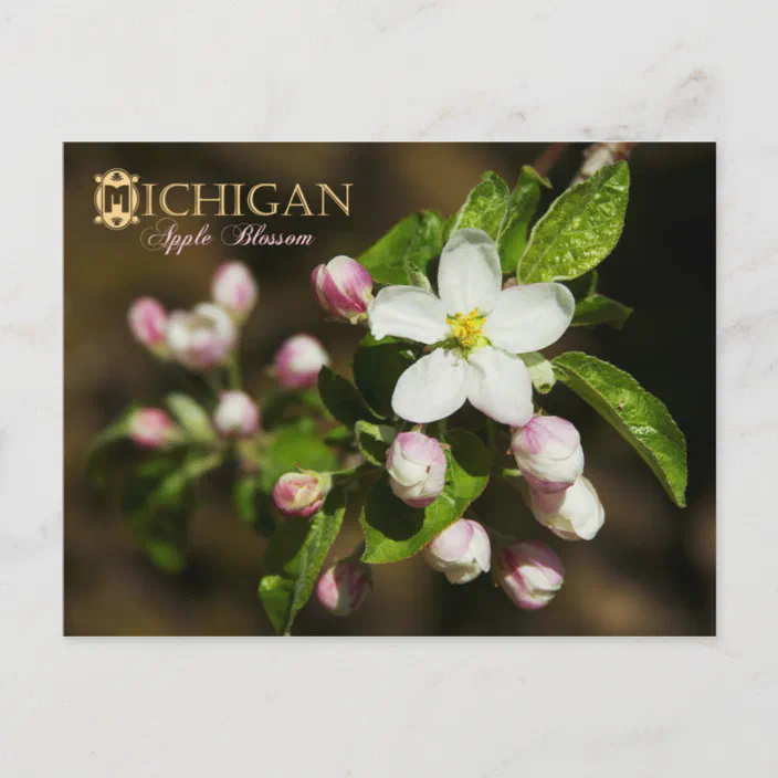 Michigan State Flower Apple Blossom Postcard Zazzle Com