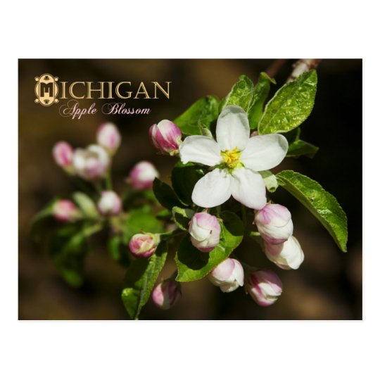 Unique 70 National Flower Cue Card