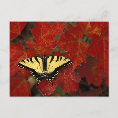 Michigan Wetmore Tiger Swallowtail on maple Postcard