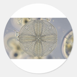 Microscopic Diatom Classic Round Sticker