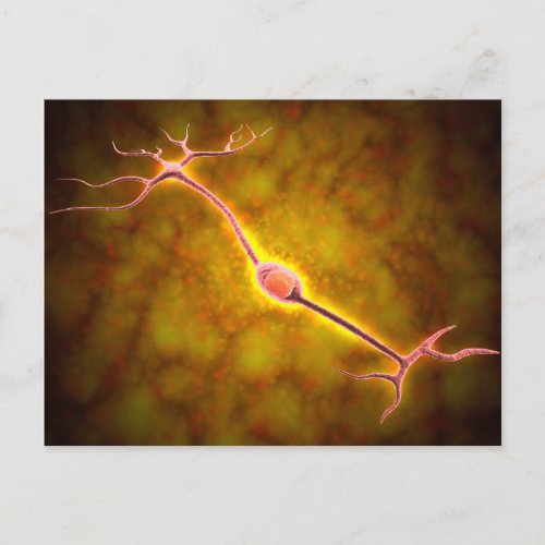 Microscopic View Of A Bipolar Neuron Postcard
