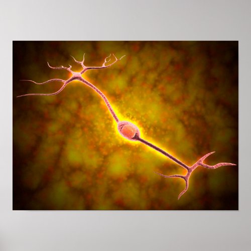 Microscopic View Of A Bipolar Neuron Poster