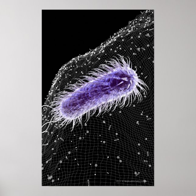 Microscopic view of a helicobacter pylori cell poster (Front)