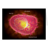 Microscopic View Of A Mast Cell (Front Horizontal)