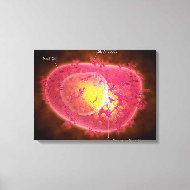 Microscopic View Of A Mast Cell Canvas Print (Front)