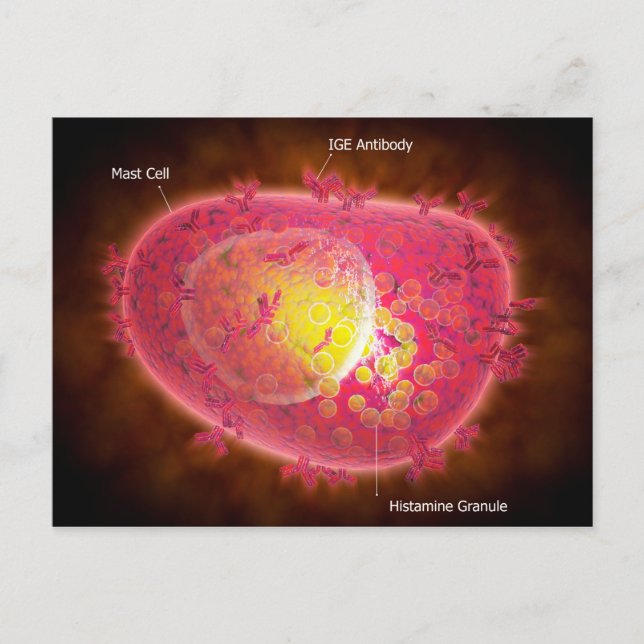 Microscopic View Of A Mast Cell Postcard (Front)