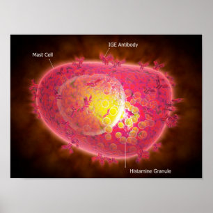 Microscopic View Of A Mast Cell Poster