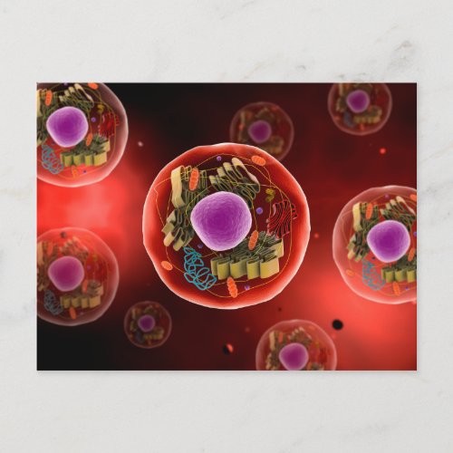 Microscopic View Of Animal Cell 2 Postcard