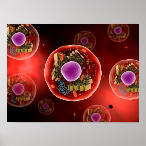 Microscopic View Of Animal Cell 2 Poster