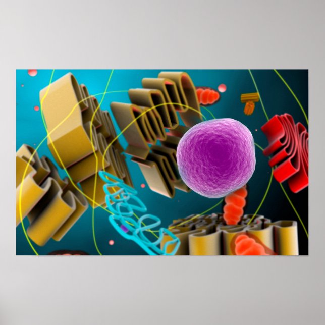 Microscopic View Of Animal Cell Nucleus Poster (Front)