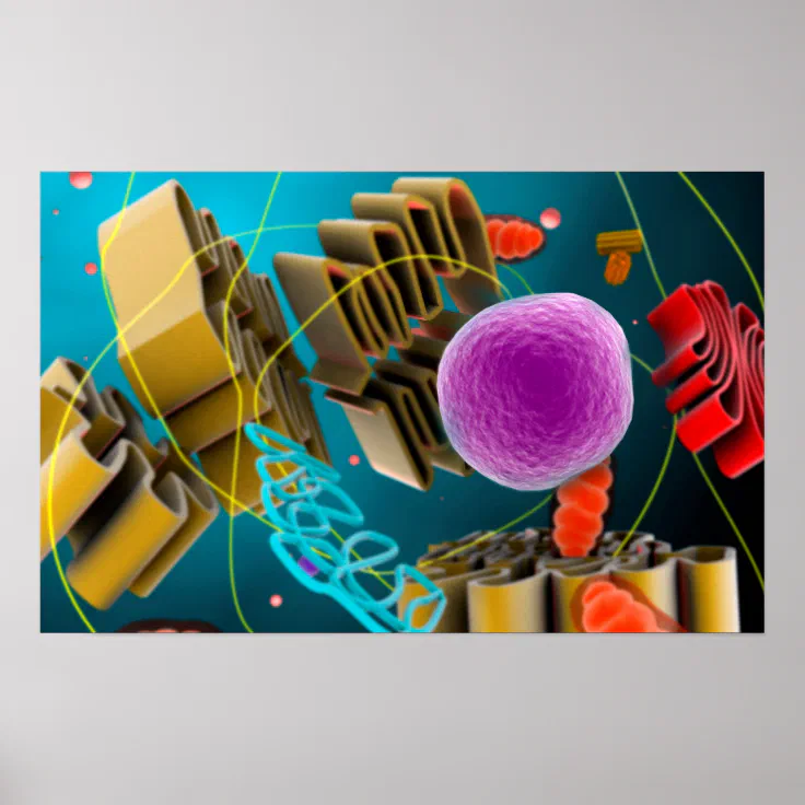 Microscopic View Of Animal Cell Nucleus Poster | Zazzle