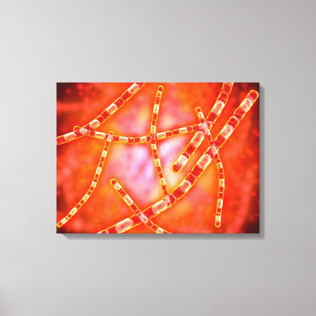 Microscopic View Of Anthrax 1 Canvas Print (Front)